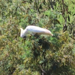 Cacatua galerita at Tuggeranong, ACT - 25 Oct 2023 01:04 PM