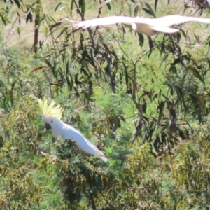 Cacatua galerita at Tuggeranong, ACT - 25 Oct 2023 01:04 PM