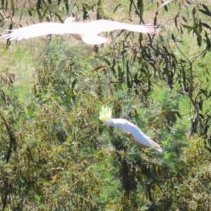 Cacatua galerita at Tuggeranong, ACT - 25 Oct 2023 01:04 PM