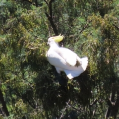 Cacatua galerita at Tuggeranong, ACT - 25 Oct 2023 01:04 PM