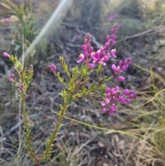 Comesperma ericinum (Heath Milkwort) at QPRC LGA - 25 Oct 2023 by clarehoneydove