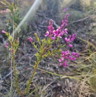 Comesperma ericinum (Heath Milkwort) at Bungendore, NSW - 25 Oct 2023 by clarehoneydove