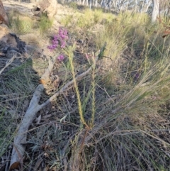 Comesperma ericinum at Bungendore, NSW - 25 Oct 2023 06:18 PM