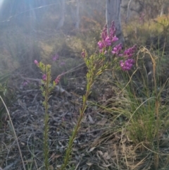 Comesperma ericinum at Bungendore, NSW - 25 Oct 2023