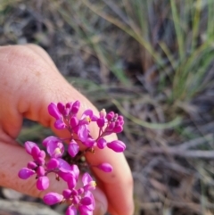 Comesperma ericinum at Bungendore, NSW - 25 Oct 2023