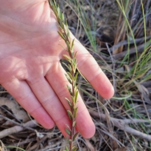 Comesperma ericinum at Bungendore, NSW - 25 Oct 2023 06:18 PM