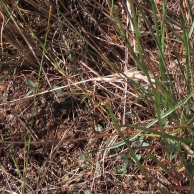 Einadia nutans (Climbing Saltbush) at Bobundara, NSW - 7 Mar 2021 by AndyRoo