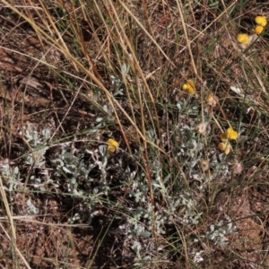Chrysocephalum apiculatum at Bobundara, NSW - 7 Mar 2021