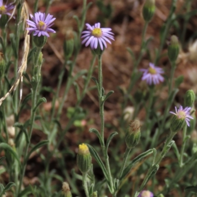 Vittadinia cuneata var. cuneata (Fuzzy New Holland Daisy) at Bobundara, NSW - 7 Mar 2021 by AndyRoo