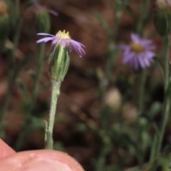 Vittadinia cuneata var. cuneata at Bobundara, NSW - 7 Mar 2021