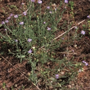 Vittadinia cuneata var. cuneata at Bobundara, NSW - 7 Mar 2021