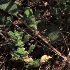 Dysphania pumilio (Small Crumbweed) at Bobundara, NSW - 7 Mar 2021 by AndyRoo