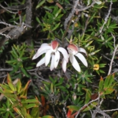 Caladenia moschata (Musky Caps) at Tinderry, NSW - 25 Oct 2023 by Harrisi