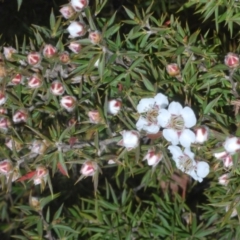 Leptospermum arachnoides (Spidery Tea-tree) at Tinderry Mountains - 25 Oct 2023 by Harrisi