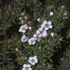 Leptospermum arachnoides at Tinderry, NSW - 25 Oct 2023