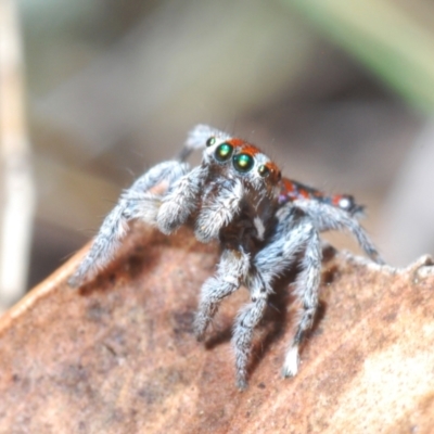 Maratus calcitrans (Kicking peacock spider) at Berridale, NSW - 25 Oct 2023 by Harrisi