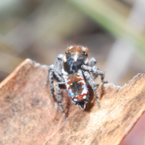 Maratus calcitrans at Berridale, NSW - suppressed