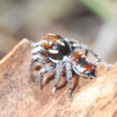 Maratus calcitrans at Berridale, NSW - suppressed