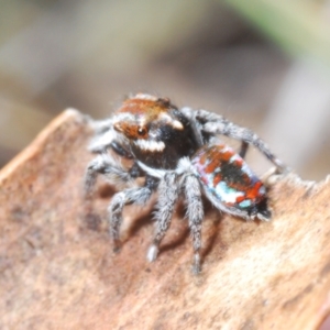 Maratus calcitrans at Berridale, NSW - suppressed