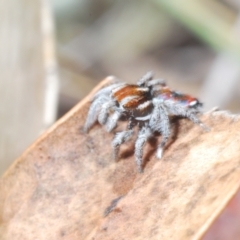 Maratus calcitrans at Berridale, NSW - suppressed