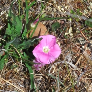 Convolvulus angustissimus subsp. angustissimus at Berridale, NSW - 25 Oct 2023