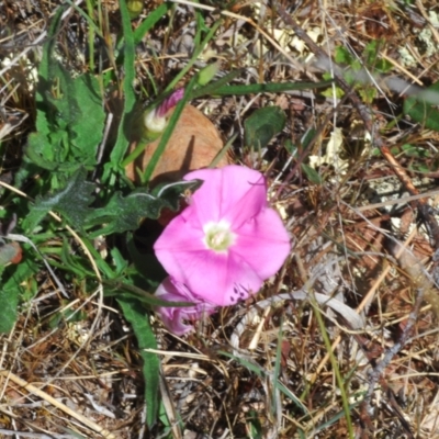 Convolvulus angustissimus subsp. angustissimus (Australian Bindweed) at Berridale, NSW - 25 Oct 2023 by Harrisi