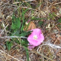 Convolvulus angustissimus subsp. angustissimus at Berridale, NSW - 25 Oct 2023