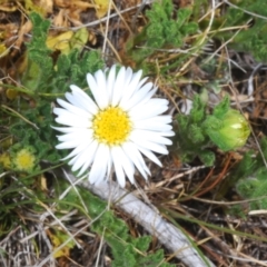 Calotis glandulosa (Mauve Burr-daisy) at Berridale, NSW - 25 Oct 2023 by Harrisi