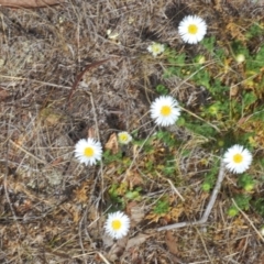 Calotis glandulosa at Berridale, NSW - suppressed