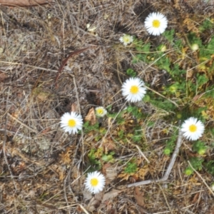 Calotis glandulosa at Berridale, NSW - 25 Oct 2023