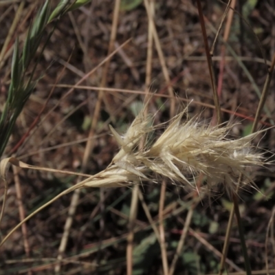 Rytidosperma sp. (Wallaby Grass) at Bobundara, NSW - 7 Mar 2021 by AndyRoo