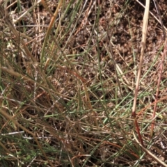 Rytidosperma sp. at Bobundara, NSW - 7 Mar 2021