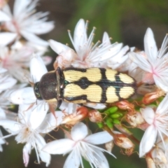 Castiarina decemmaculata at Tuggeranong, ACT - 24 Oct 2023 02:37 PM