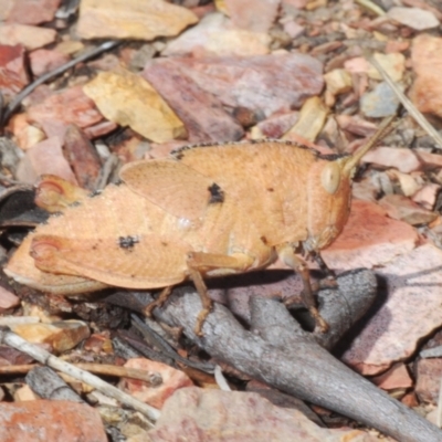 Goniaea australasiae (Gumleaf grasshopper) at Berridale, NSW - 25 Oct 2023 by Harrisi
