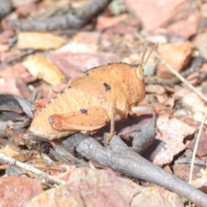 Goniaea australasiae at Berridale, NSW - 25 Oct 2023