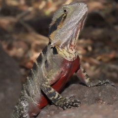 Intellagama lesueurii lesueurii at Brisbane City, QLD - 25 Oct 2023