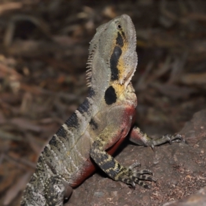 Intellagama lesueurii lesueurii at Brisbane City, QLD - 25 Oct 2023