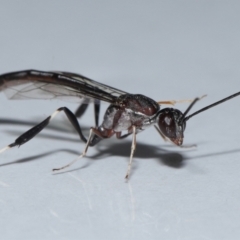 Unidentified Parasitic wasp (numerous families) at Wellington Point, QLD - 24 Oct 2023 by TimL