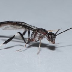 Gasteruptiidae (Family) (Carrot Wasps) at Wellington Point, QLD - 24 Oct 2023 by TimL