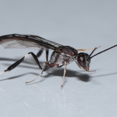 Unidentified Parasitic wasp (numerous families) at Wellington Point, QLD - 24 Oct 2023 by TimL