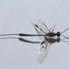 Gasteruptiidae (Family) at suppressed - suppressed