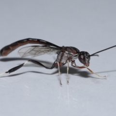 Gasteruptiidae (Family) at suppressed - suppressed