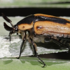 Chondropyga dorsalis (Cowboy beetle) at Brisbane City Botanic Gardens - 25 Oct 2023 by TimL