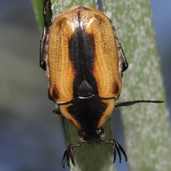 Chondropyga dorsalis at Brisbane City, QLD - 25 Oct 2023