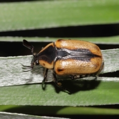 Chondropyga dorsalis at Brisbane City, QLD - 25 Oct 2023 01:45 PM