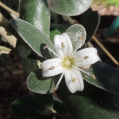 Correa alba var. alba (White Correa) at Pollinator-friendly garden Conder - 3 May 2023 by michaelb