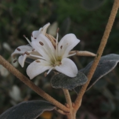 Correa alba var. alba at Conder, ACT - 3 May 2023