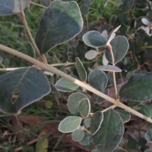 Correa alba var. alba at Conder, ACT - 3 May 2023