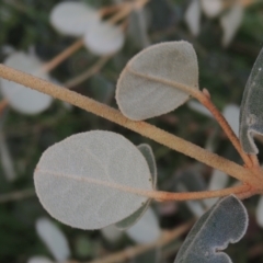 Correa alba var. alba at Conder, ACT - 3 May 2023