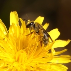 Lasioglossum (Chilalictus) sp. (genus & subgenus) (Halictid bee) at Braemar, NSW - 18 Oct 2023 by Curiosity